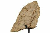 Dinosaur (Triceratops) Frill Shield Section - South Dakota #335507-2